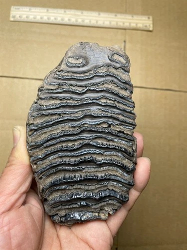 Ice Age tooth collection W98