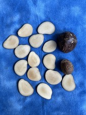 16 Pcs Tagua Nut Slices Vegetable Jewelry Art Hand Carved Raw Materials