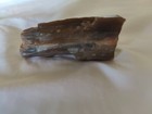 1.8oz Petrified Wood 2.5"+ x 1.25"+ — photo 6