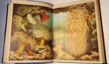 1883 EARLIEST CHROMOLITHOGRAPHS OF BURROWING SEA ANEMONES ANDRES ACC. DEI LINCEI