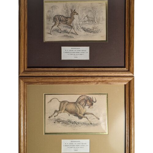 ✨2 WILLIAM HOME LIZARS 1836 Ruminating Animals Engraved Art Prints Plates 1 & 22