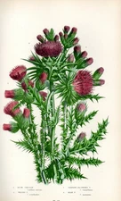 1899 Antique Print = Thistle (119) = Flower Plants = CHROMOLYTE by A. Pratt