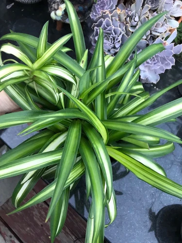 Spider Plant Variegated Chlorophytum comosum Variegatum Plant In 6 Inches Pot