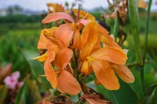 Taney Canna Tropical Aquatic Marginal Pond/Bog Plant
