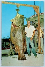 Postal c1960 Angleton Texas TX pez judío pez gigante que pesa 664 libras Atrapado