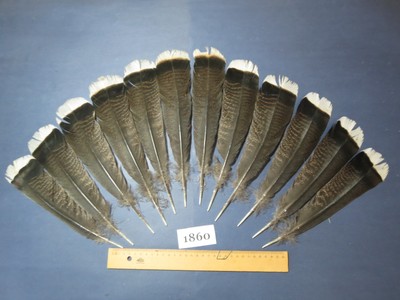 12 Stück Bronze Truthahnschwanzfedern, Fliegenbindematerial, seltene Federn (1860)