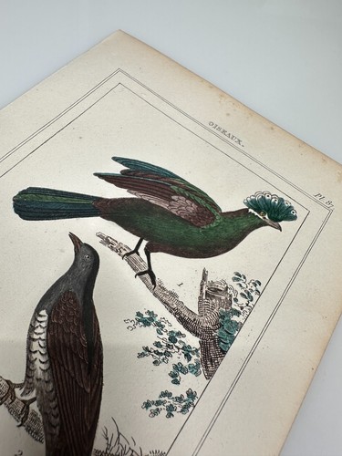 Buffon 1st Edition French Hand Colored Oiseaux Bird Engravings - Picture 2 of 6