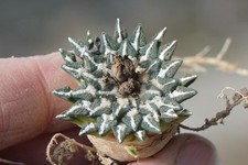 Kaktusy: Ariocarpus kotschoubeyanus Rio Verde; 3,3 cm, WE lub rts