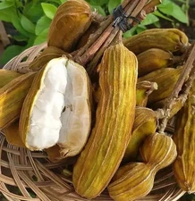 Snow Fruit Ice Cream Bean Seedss (Baccaurea polyneura) 30+ Seedss