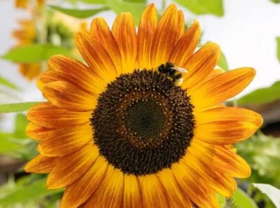 BACK TO NATURE SEED COMPANY Autumn Beauty Sunflower - Seeds - Organic - Non Gmo - Heirloom Seeds