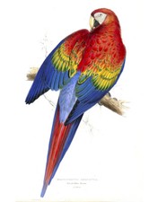 Vintage John Gould Bird Art CANVAS PRINT~ Red Macaw 24"X16"