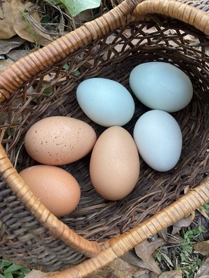 6-Pack Brown And Blue  Chicken Hatching Eggs! (Mystery Box!)
