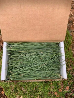 PINE NEEDLES Red Pine 4 Ounces Freshly Gathered