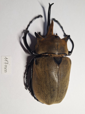 Megasoma elephas 117 mm male from Mexico