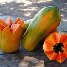 Papaya Seedss var. Maradol 150 pcs Carica papaya Sweet Papaya