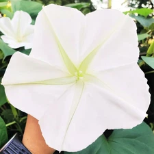 Moon Flower Seeds - For 2025 Planting Ipomoea Alba Moon Flower Large Tropical