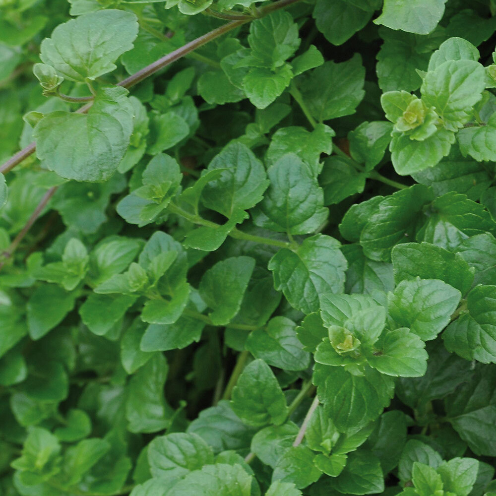 Hanging Mint 'Indian Mint' 9cm Plant x 2. Trailing tender herb. eBay