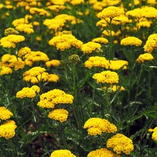 9 Stunning Cloth of Gold Achillea, Yarrow Perennial Plug Plants