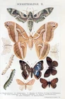 1906 BUTTERFLIES PURPLE EMPEROR OLEANDER HAWK-MOTH SILKWORM MOTH Print Herder