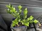 Boxwood Bonsai — photo 8
