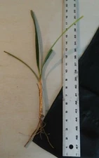 2 rooted 7-13" Starter FLORIDA -SABAL PALMETTO PALM TREE  Starter