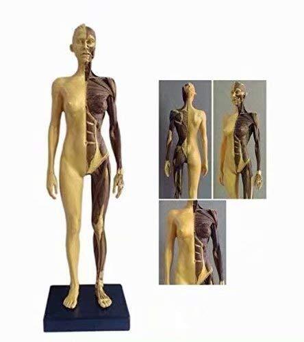 圖片 11 - 30cm Human Anatomical Anatomy Skull Head Muscle Bone Male/Female Body Model US