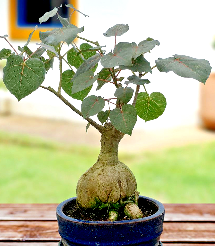 Ficus Petiolaris rare caudex exotic bonsai succulent tree seed pack 10  seeds | eBay