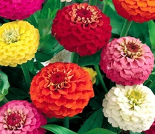 LILLIPUT ZINNIA SEEDS 400+ ANNUAL flower GARDEN mixed colors BEES FREE SHIPPING