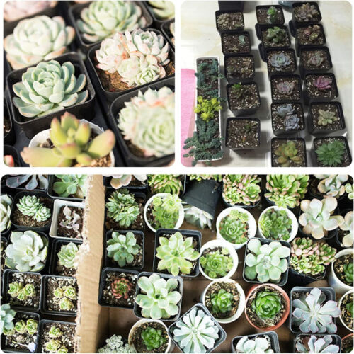 100/200PCS Plastic Plant Flower Pot Nursery Seedlings Garden Plant Pot Container - Picture 8 of 17