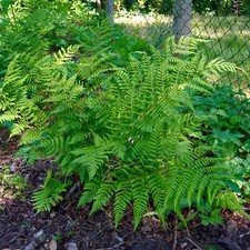 3x Small Broad Buckler Fern (Dryopteris Dilatata) Organic Bareroot Rhizomes