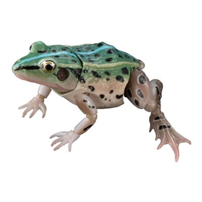 小物 Frog BANDAI Ikimono Daizukan Advanced Black-spotted pond frog Figure 4