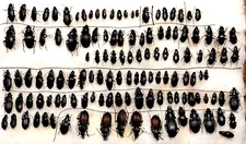 Carabidae, SET  128 pcs, from Ukraine and Georgia