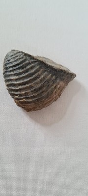  Muschel -Trigonia interlaevigata - Bajocium (Dogger) - Sengenthal 