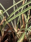 Blue Zinger Sedge — photo 3