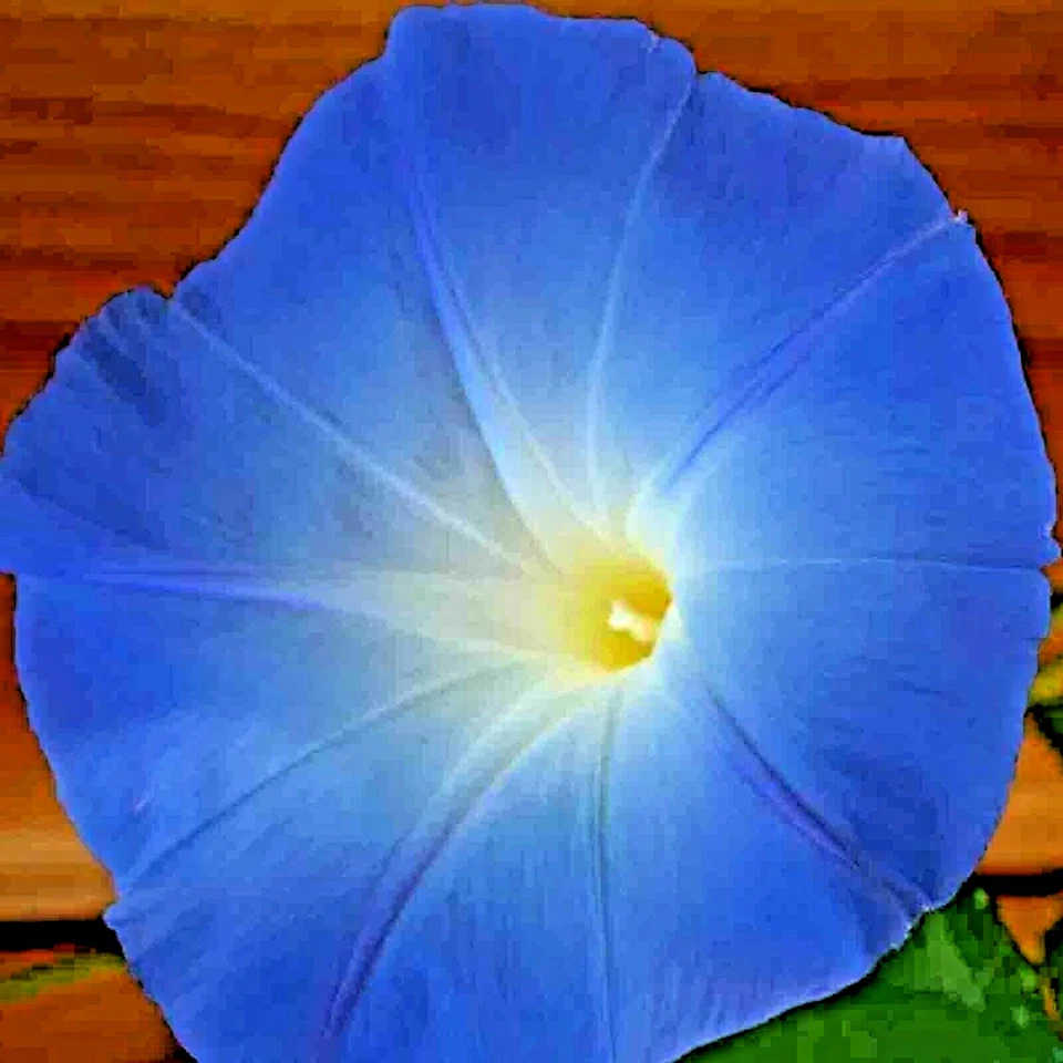 200+ SEMILLAS GLORIA MAÑANA AZUL CELESTIAL 💙 | ESCALADA • HERMOSO ENVÍO GRATUITO Foto 4 de 4