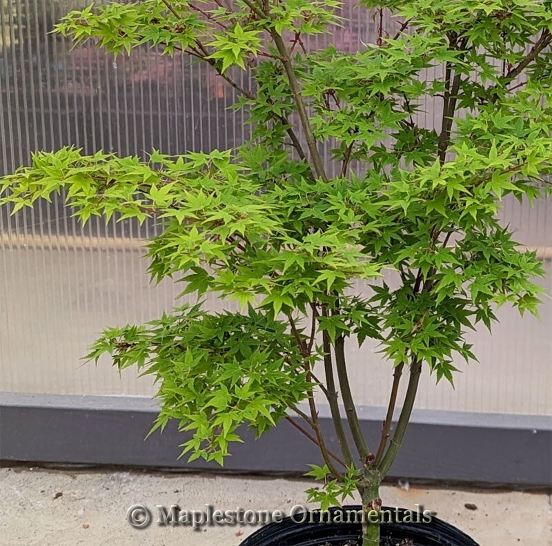 Acer palmatum 'Hanami nishiki' Japanese Maple. 2Gallon eBay
