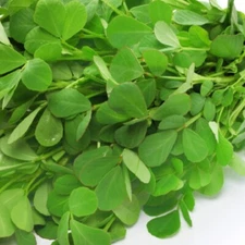 Fenugreek Seeds | NON-GMO Fenugreek Seeds | Fresh Heirloom Garden Seeds