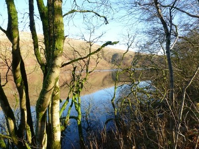Foto 6x4 Bäume am Rande des Glenbuck Loch Glenbuck\/NS7429 im kleinen c2017