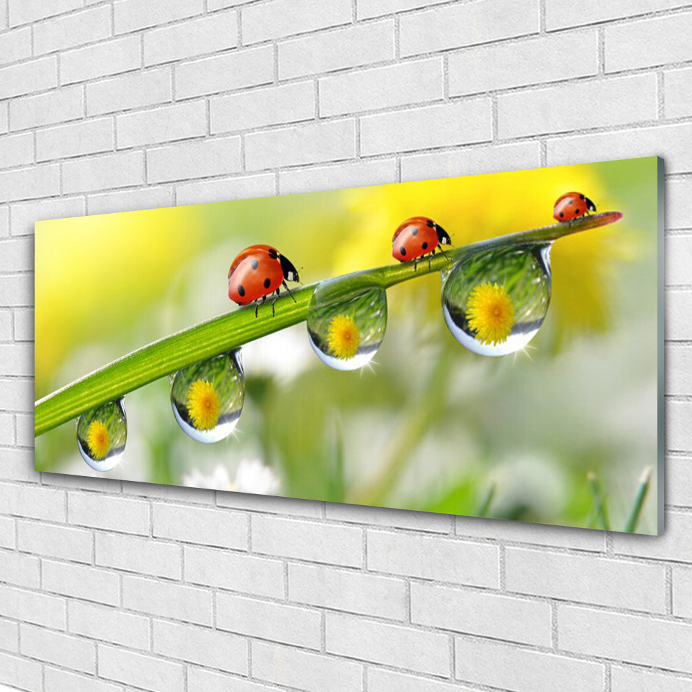 Tableau en verre acrylique 125x50 cm Nature Sauvage avec motif de rosée et coccinelle