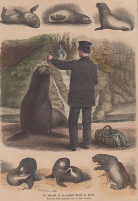 kol. Holzstich - Der Seelöwe im zoologischen Garten zu Berlin