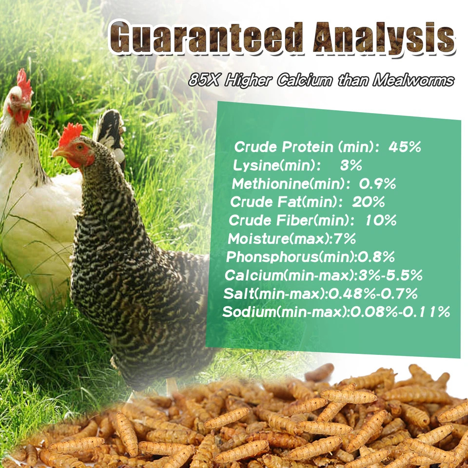 11/22/33/44/55 lb larvas secas de mosca soldado negro gusanos de harina para reptiles y pollo Foto 3 de 4