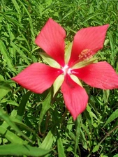 Texas Star Hibiscus Live 2 Gal. Plant Large Red Flowers Easy to Grow Plants Now