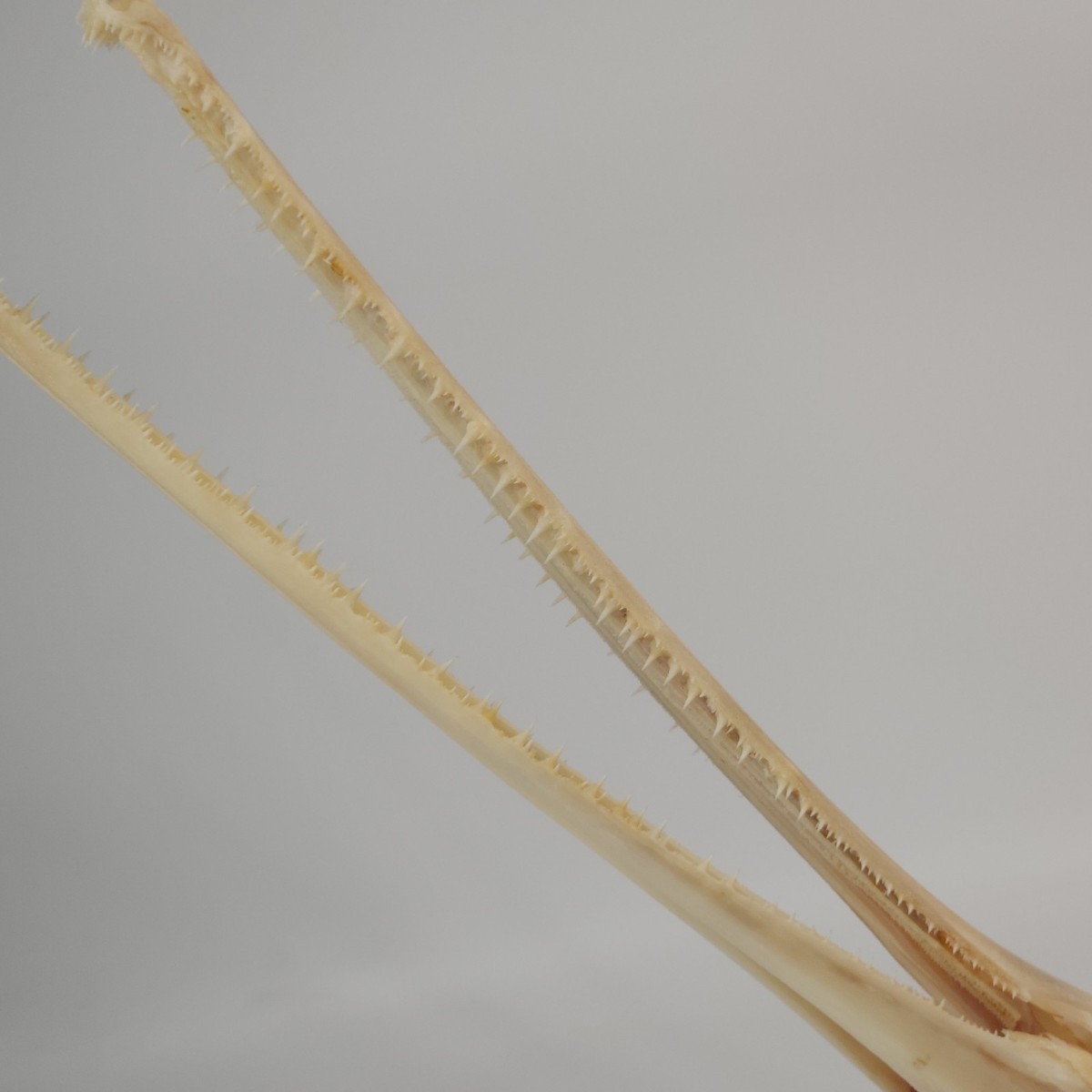 Real Longnose Gar Skull - Large- Fish - Lepisosteus osseus