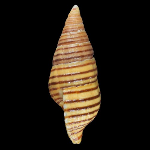 TURRILATIRUS TURRITUS (Olango Isla, Filipinas) 29,4 mm #44305 - Imagen 4 de 4