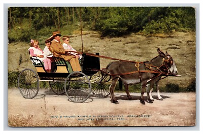 Algerian Donkey Ride, New York Zoological Park, New York City New York Postcard