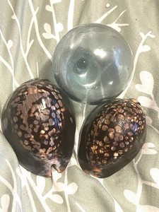 Hawaiian Seashells Humpback Cowries From Kauai And Glass Float