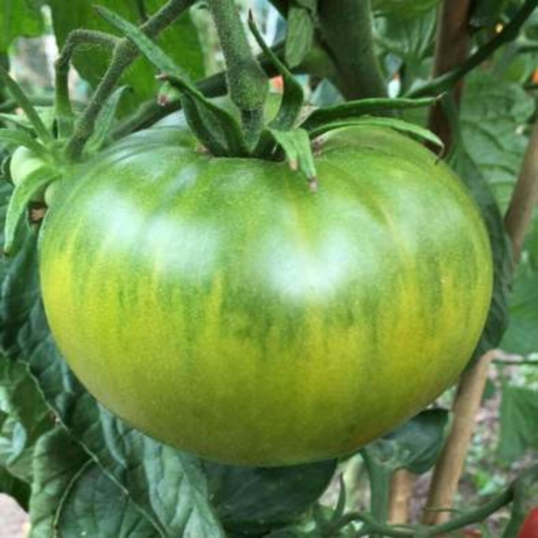 50+ Aunt Ruby's Green German Tomato Seeds, NON-GMO. | eBay