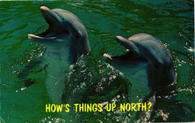 #ad #ad Postcard How Are Thing Up North Greetings from Florida $8.95