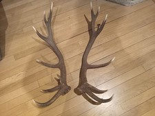 Coppia di palchi, corna trofei di cervo simmetricamente ramificata