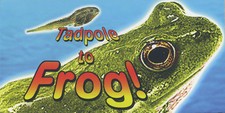 Tadpole Changing into a Frog Small 4